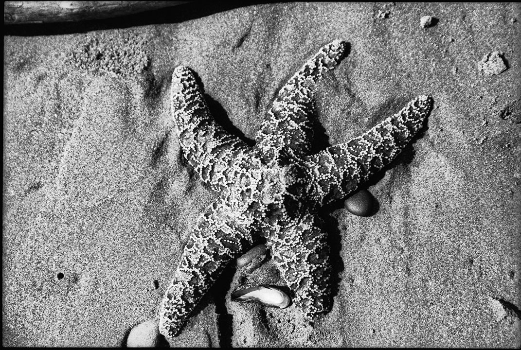 starfish_in_sand_20240907